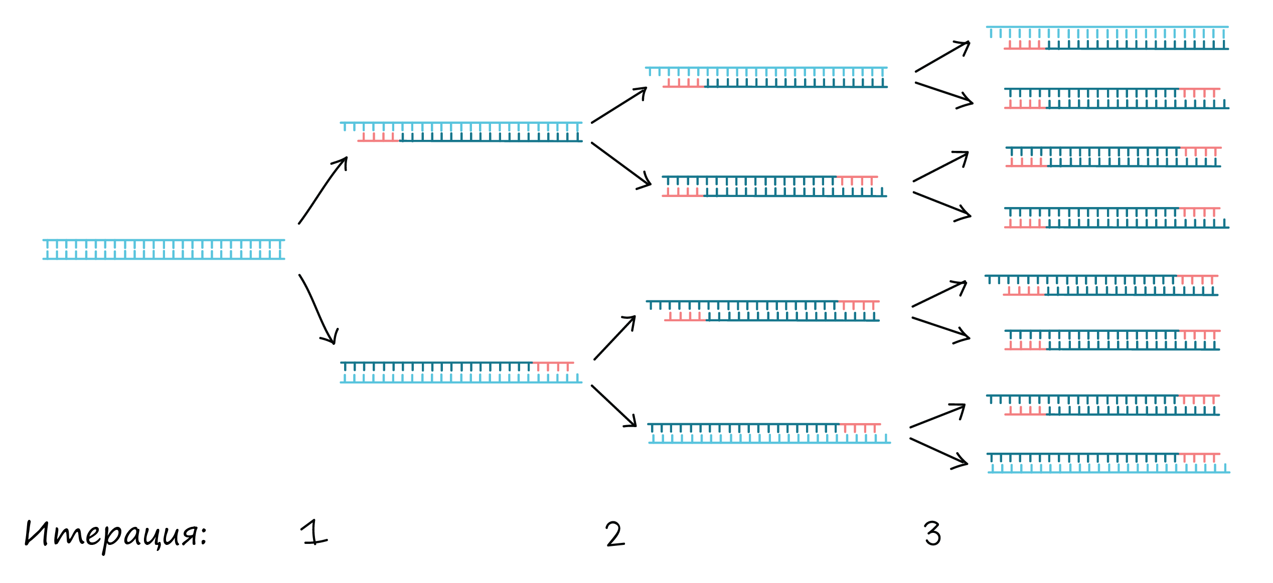 1 том 4 цикл 1. Механизм полимеразной цепной реакции. Полимеразная цепная реакция схема. PCR — полимеразная цепная реакция. Полимеразная цепная реакция общая схема.