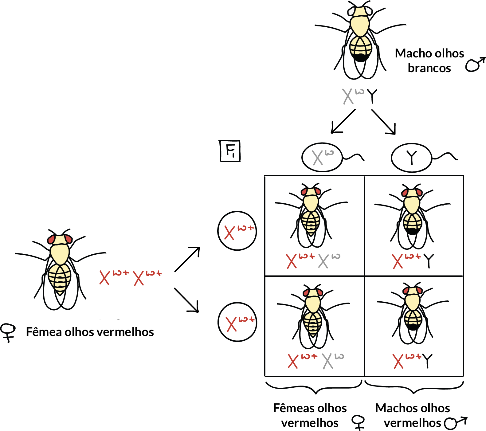 Quadro de Punnett para o cruzamento do macho de olhos brancos ($\text X^w\text Y$) com a fêmea selvagem de olhos vermelhos ($\text X^{w+}\text X^{w+}$). 

||$\text X^w$|$\text Y$
-|-|-|-|-
$\text X^{w+}$||$\text X^{w+}\text X^w$|$\text X^{w+}\text Y$
$\text X^{w+}$||$\text X^{w+}\text X^w$|$\text X^{w+}\text Y$

$\text X^{w+}\text X^w$ - fêmeas F1 de olhos vermelhos
$\text X^{w+}\text Y$ - machos F1 de olhos brancos
