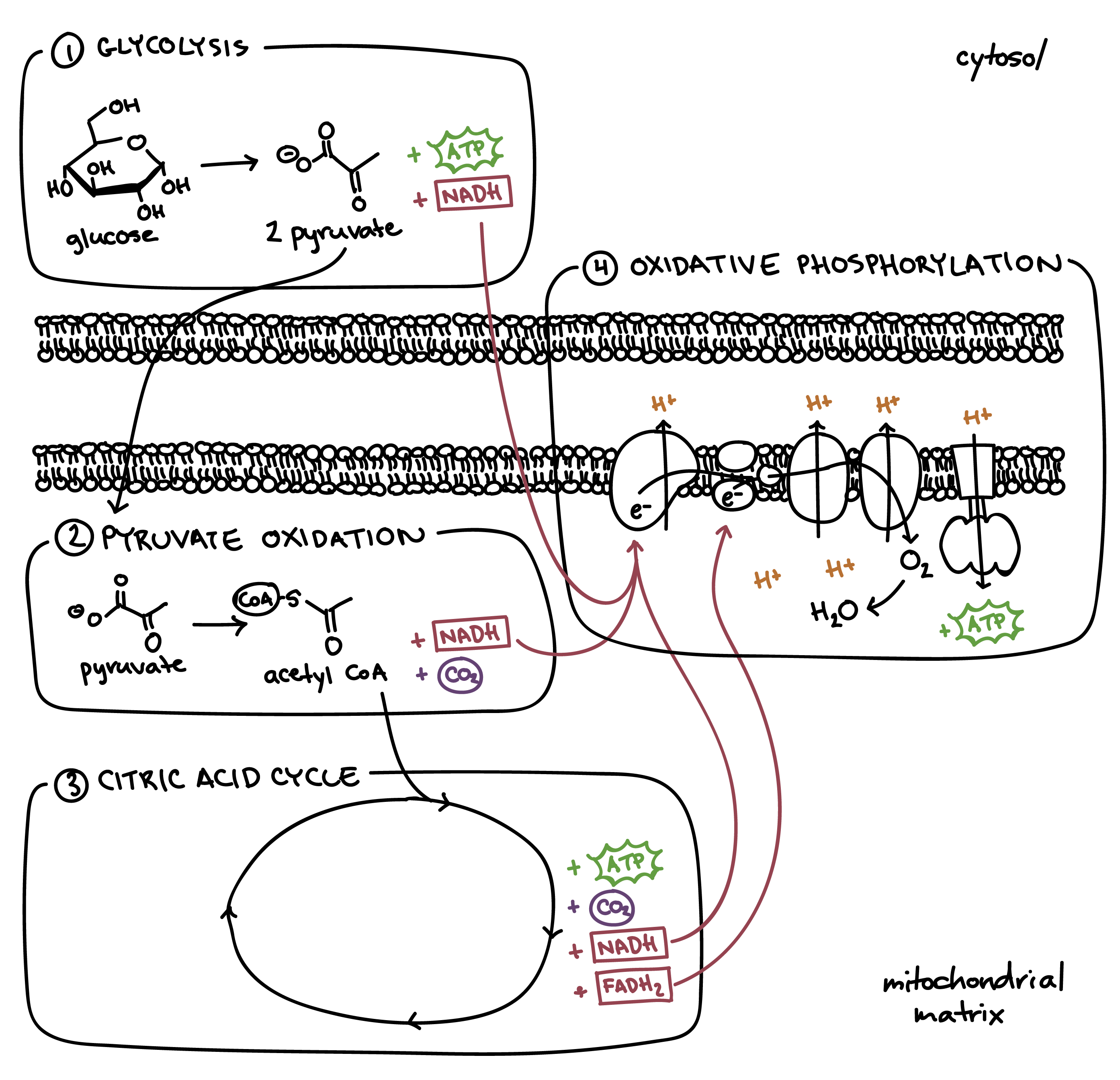 cellular respiration photosynthesis flow chart