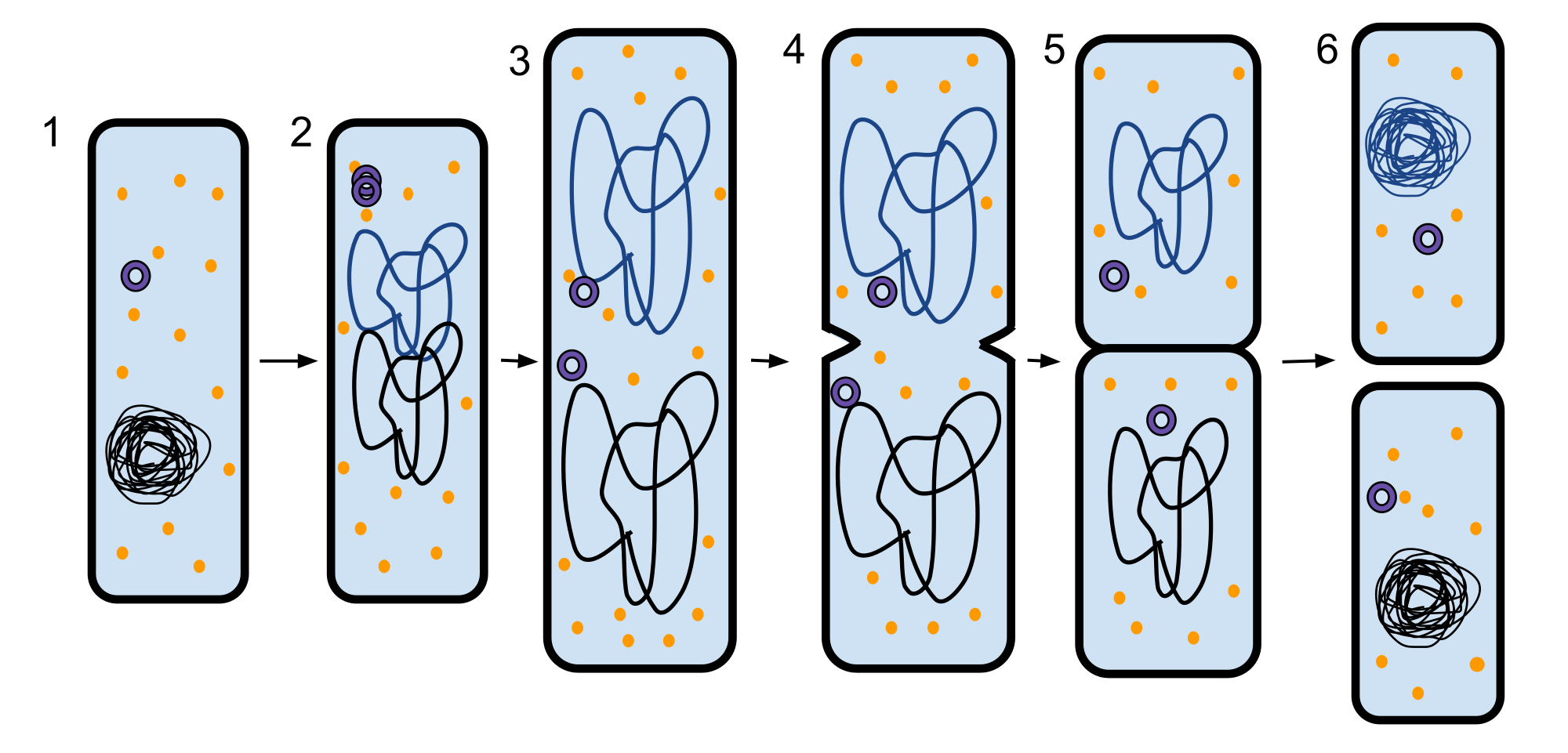 prokaryotic reproduction