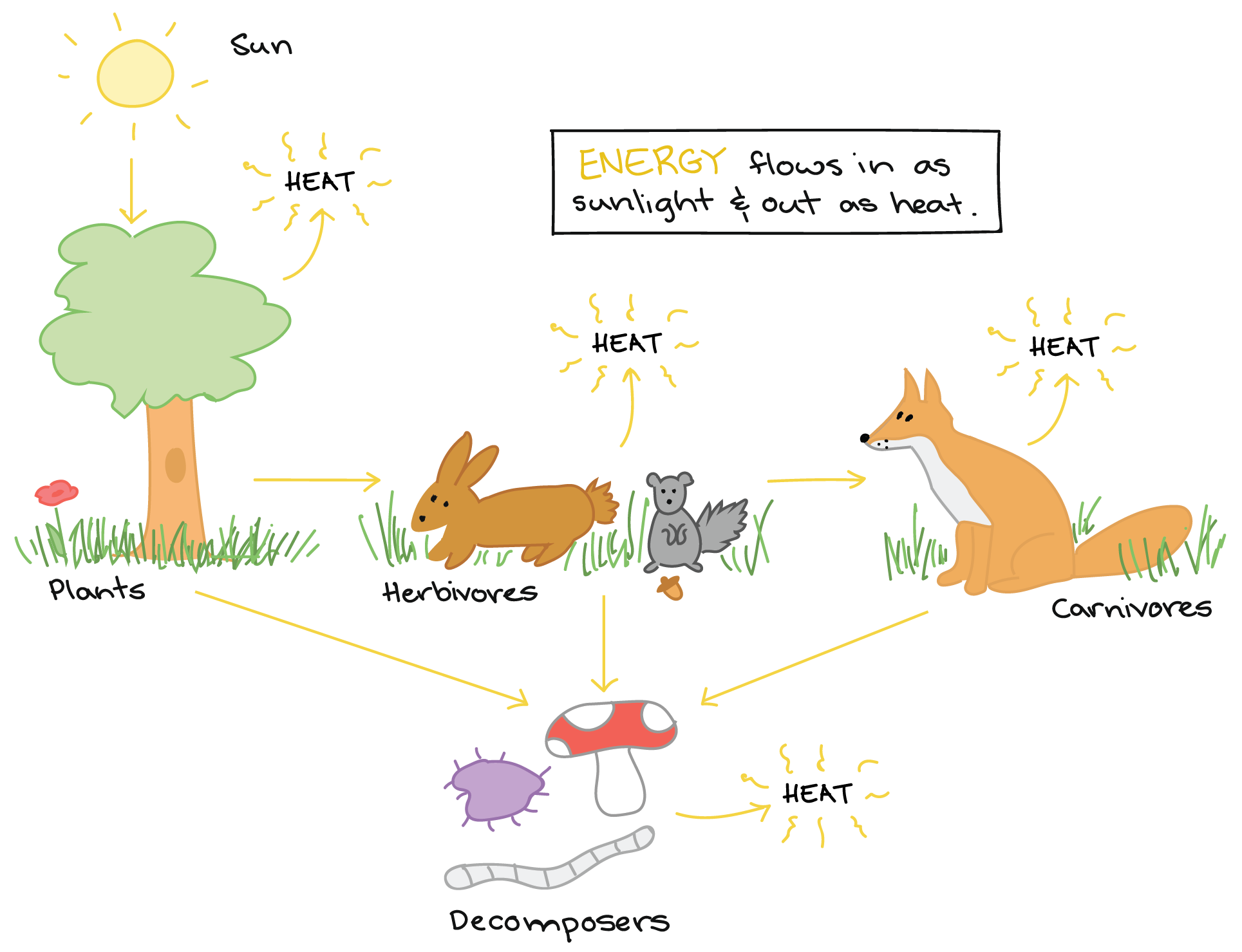 Create Flow Charts That Show Four Different Food Chains