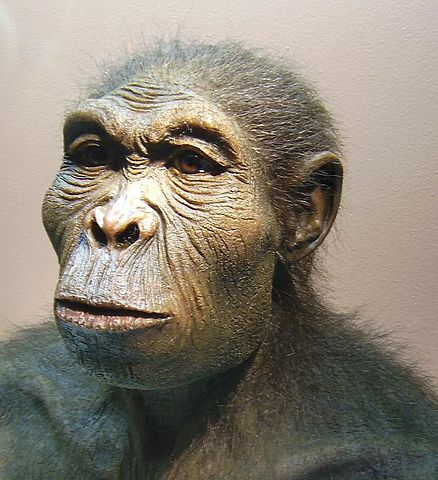 Principales homínidos y su evolución: el origen del Homo sapiens (artículo)  | Khan Academy