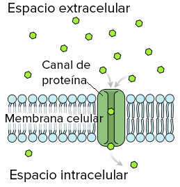 gradiente de concentración