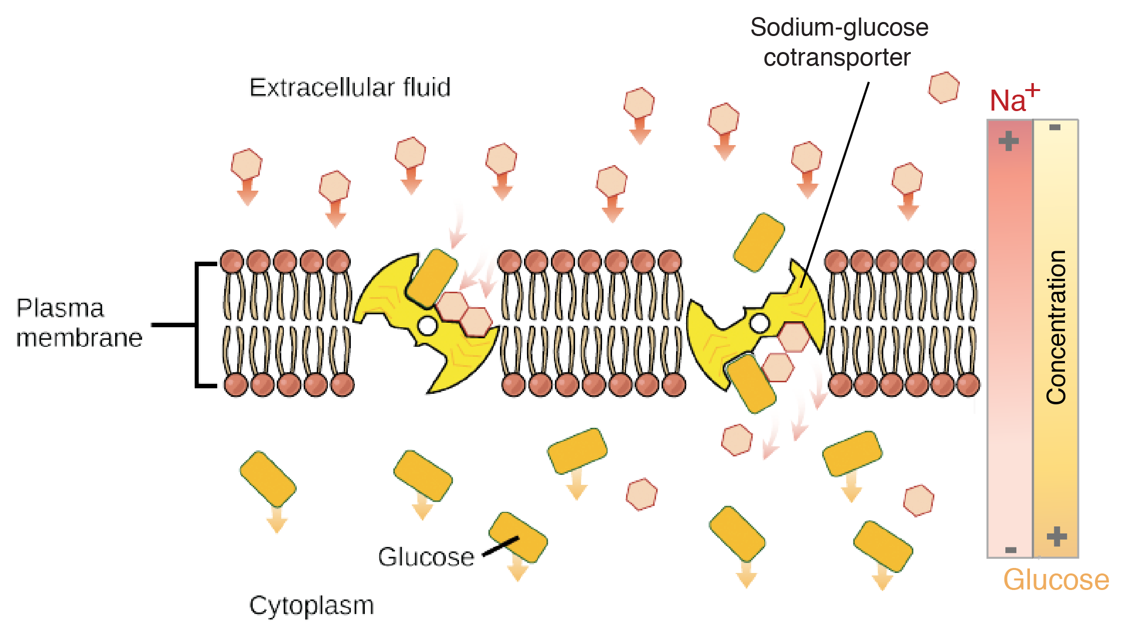 glucose sodium cotransporter diagram