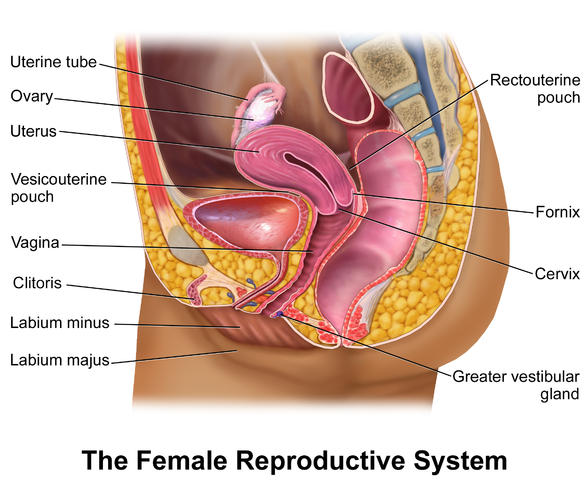 Female external genitalia (vulva)
