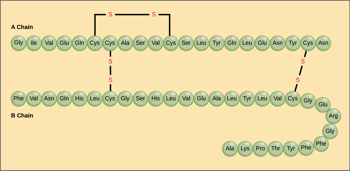 primary protein structure