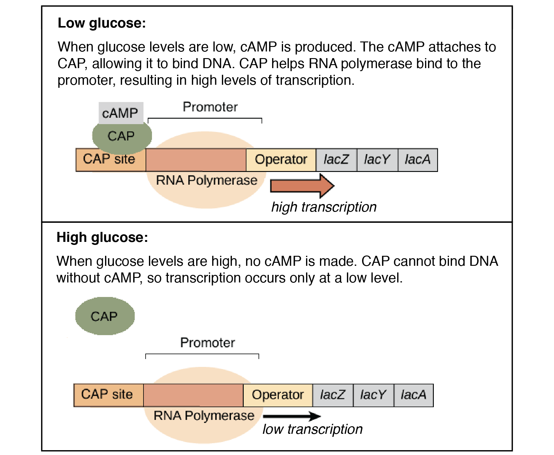 in eukaryotes, activator proteins bind to _____; generalized transcription factors bind to _____