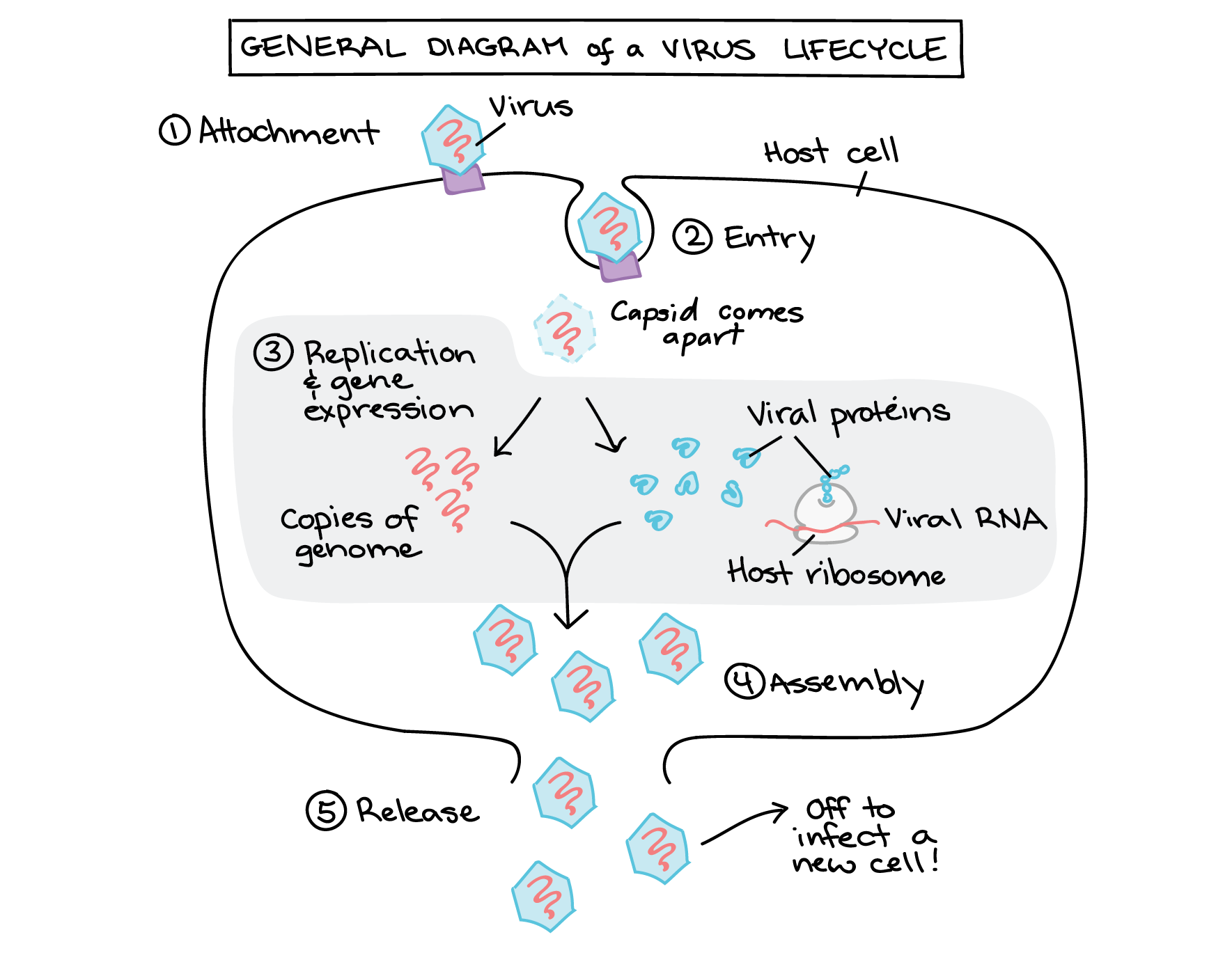 Steps of a viral infection, illustrated generically for a virus with a + sense RNA genome.
1. Attachment. Virus binds to receptor on cell surface.
2. Entry. Virus enters cell by endocytosis. In the cytoplasm, the capsid comes apart, releasing the RNA genome.
3. Replication and gene expression. The RNA genome is copied (this would be done by a viral enzyme, not shown) and translated into viral proteins using a host ribosome. The viral proteins produced include capsid proteins.
4. Assembly. Capsid proteins and RNA genomes come together to make new viral particles.
5. Release. The cell lyses (bursts), releasing the viral particles, which can then infect other host cells.