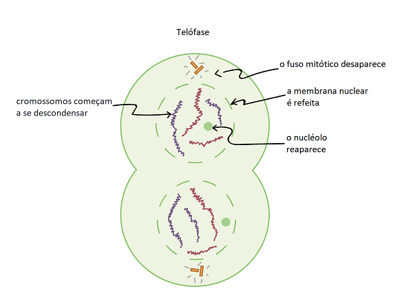 Fases da mitose (artigo), Divisão celular