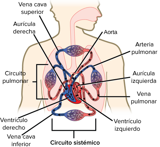 Sistemas circulatorio humano juniper networks srx210