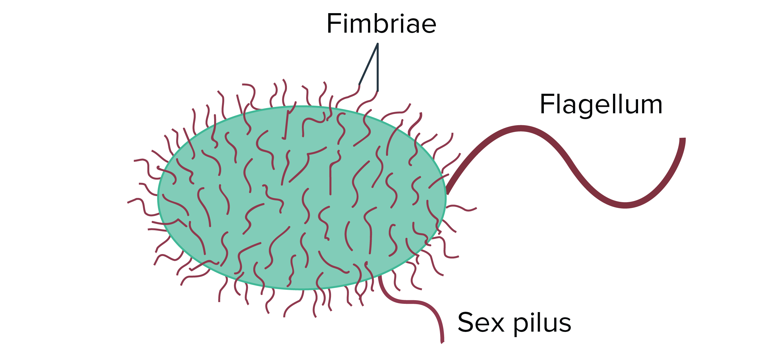 Prokaryote cell, artwork - Stock Image - C016/6263 - Science Photo Library