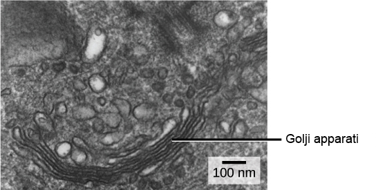 Bodibildingchi ayol bilan anal jinsiy aloqa