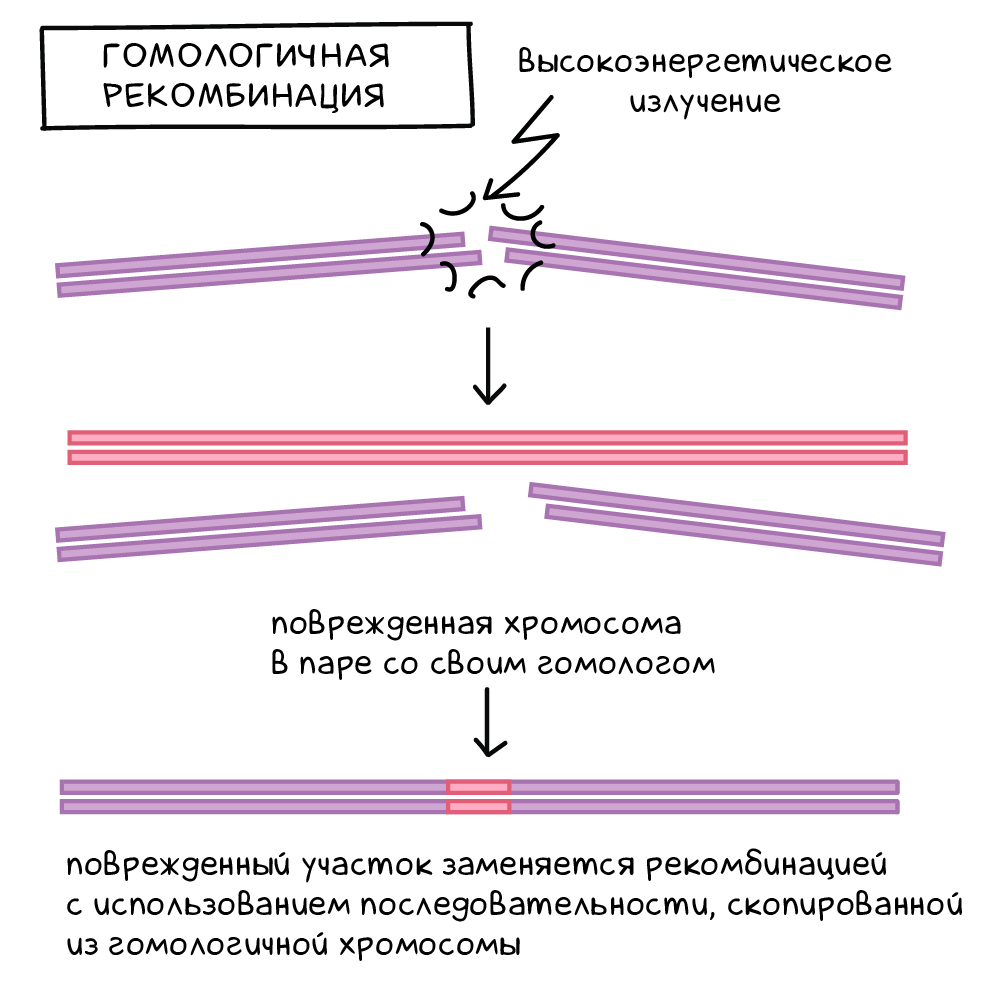 Днк способности. Гомологичная рекомбинация. Рекомбинация с образованием двухцепочечного. Гомологичная рекомбинация двухцепочечных разрывов происходит когда.