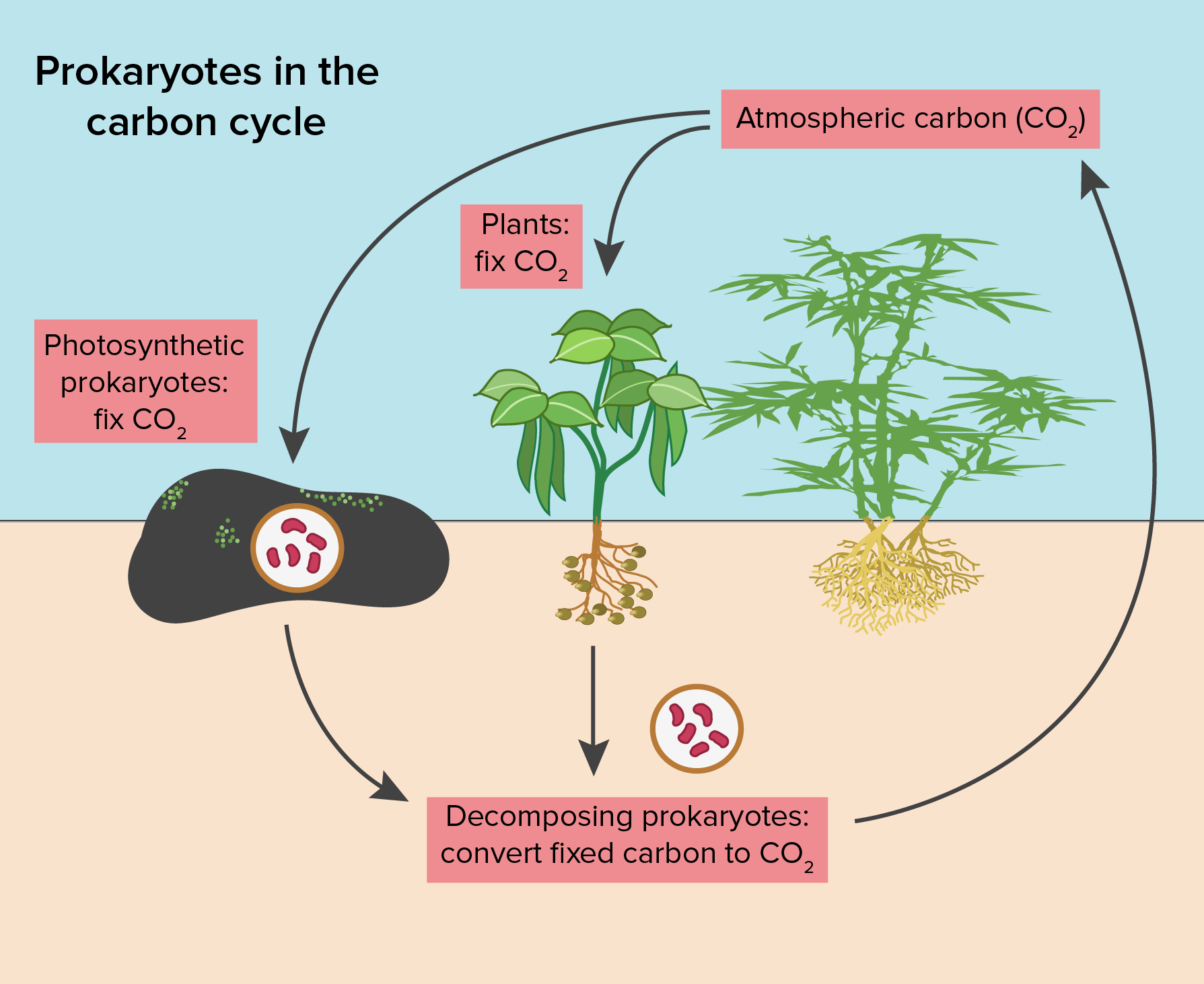 Photosynthetic prokaryotes. Nitrogen Effect on Plant growth. Nitrogen Wall.