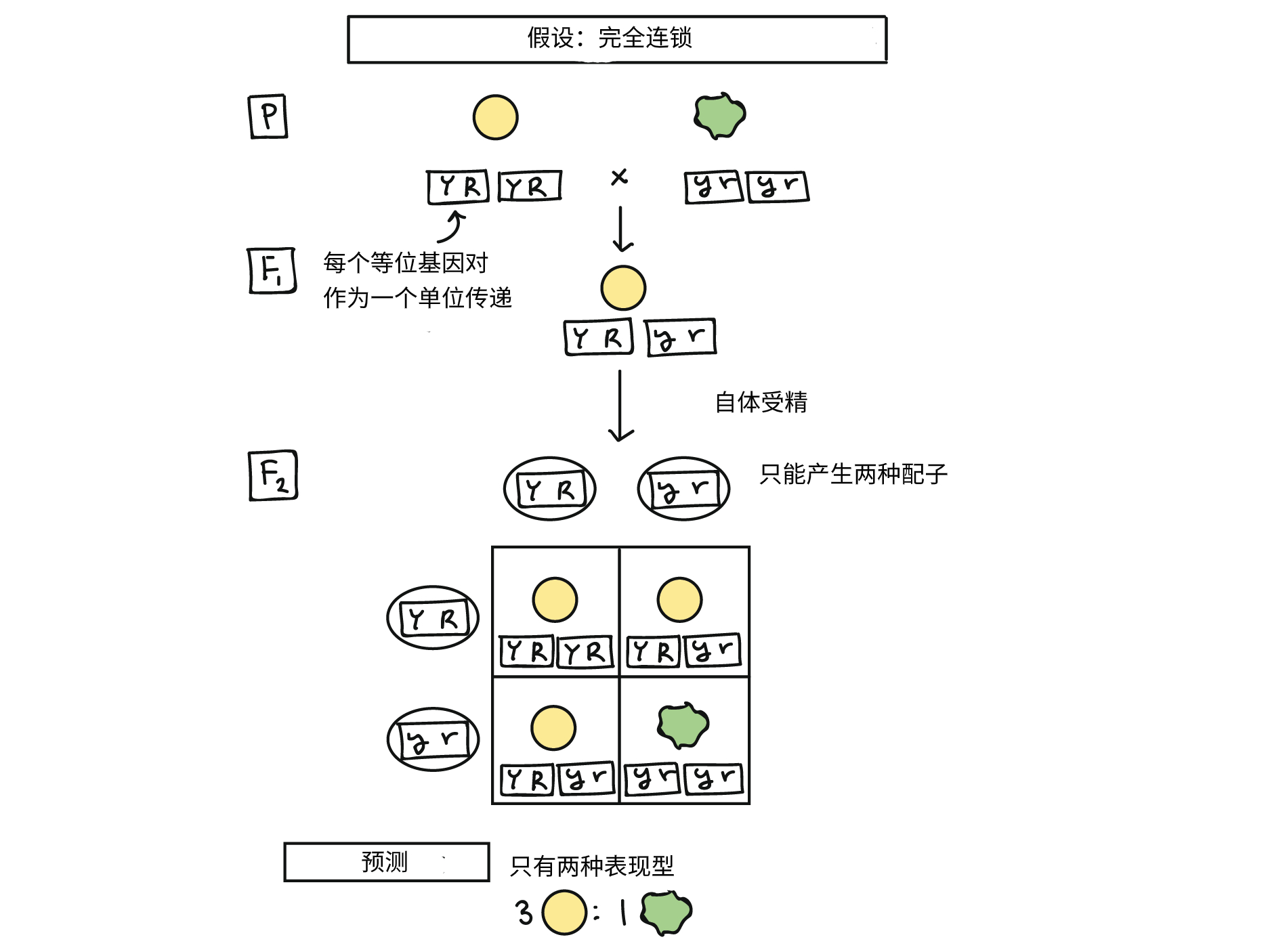 自由组合定律 文章 孟德尔遗传学 可汗学院