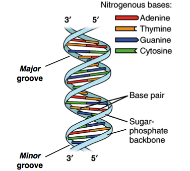 Imagem de uma dupla hélice de DNA ilustrando sua estrutura dextrógira. O sulco maior é a lacuna mais ampla que as espirais fazem no comprimento da molécula, enquanto o sulco menor é o sulco que acompanha em paralelo o sulco maior. Os pares de bases encontram-se no centro da hélice, enquanto a estrutura de açúcar fosfato situa-se no exterior.