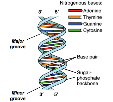 dna helix model