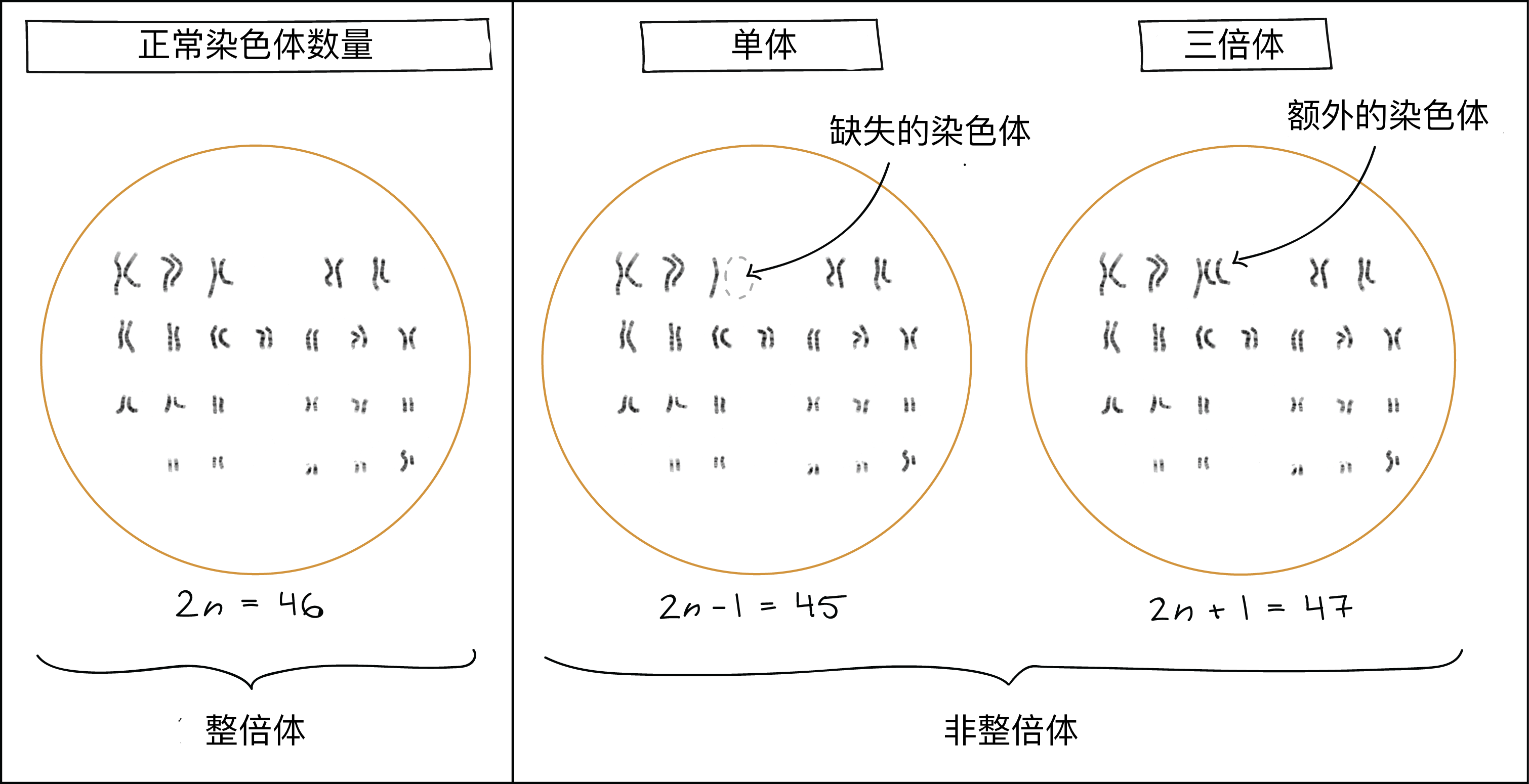 整倍体和非整倍体图解