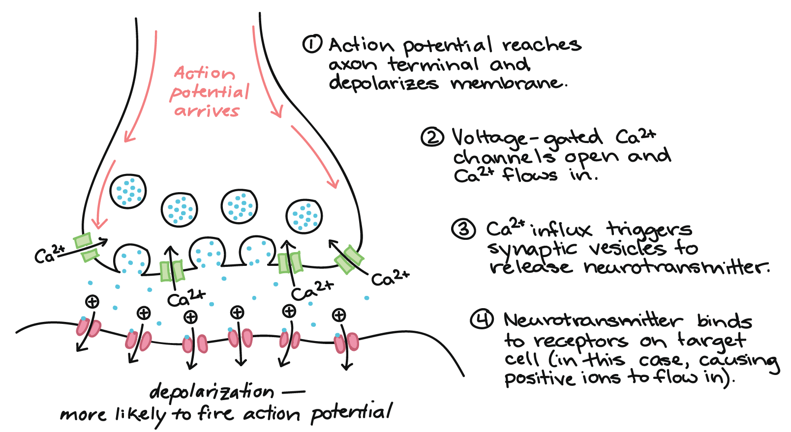 action potential diagram synapse