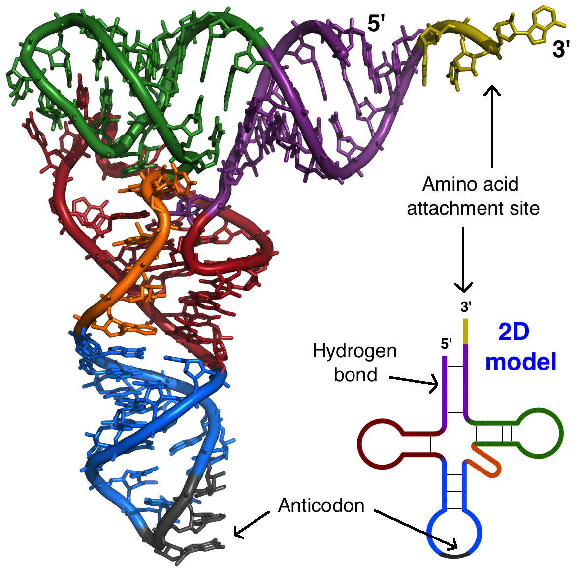 codon-anticodon-relationship-genetic-code-mcat-content