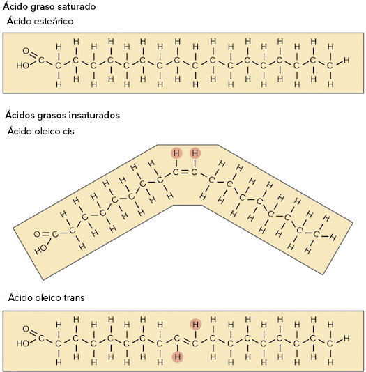 Lípidos (artículo) | Macromoléculas | Khan