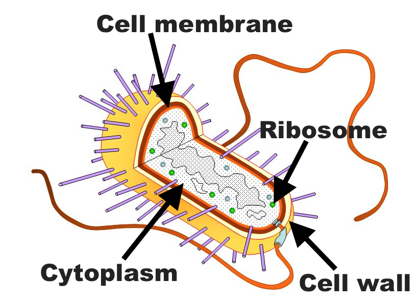 simple cell wall diagram