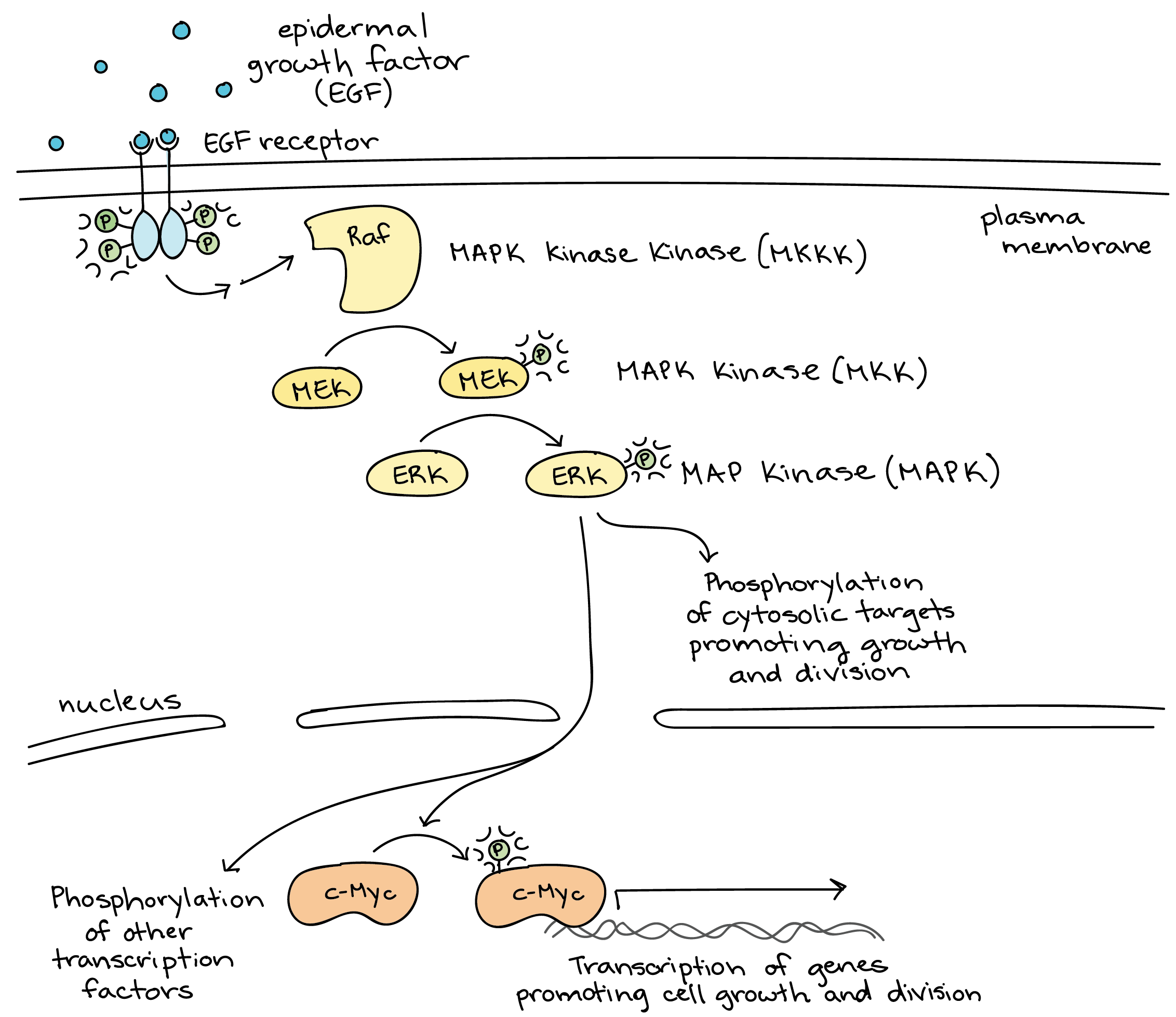 calcium and ip3 in signaling pathways