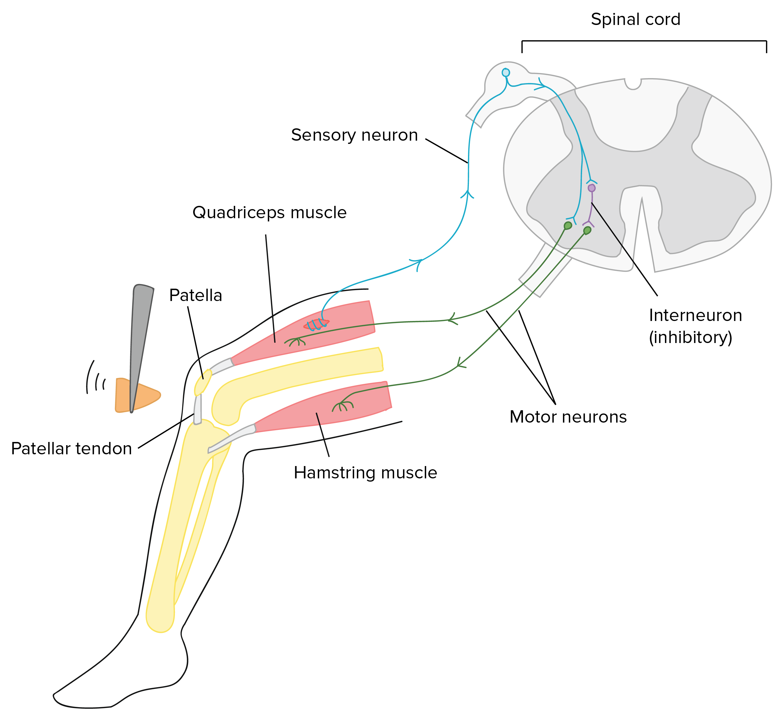 How Does Spinal Reflex Work