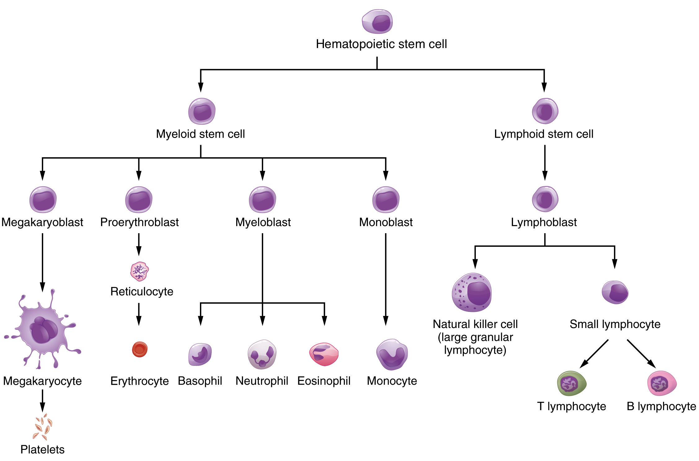 platelets cells diagram