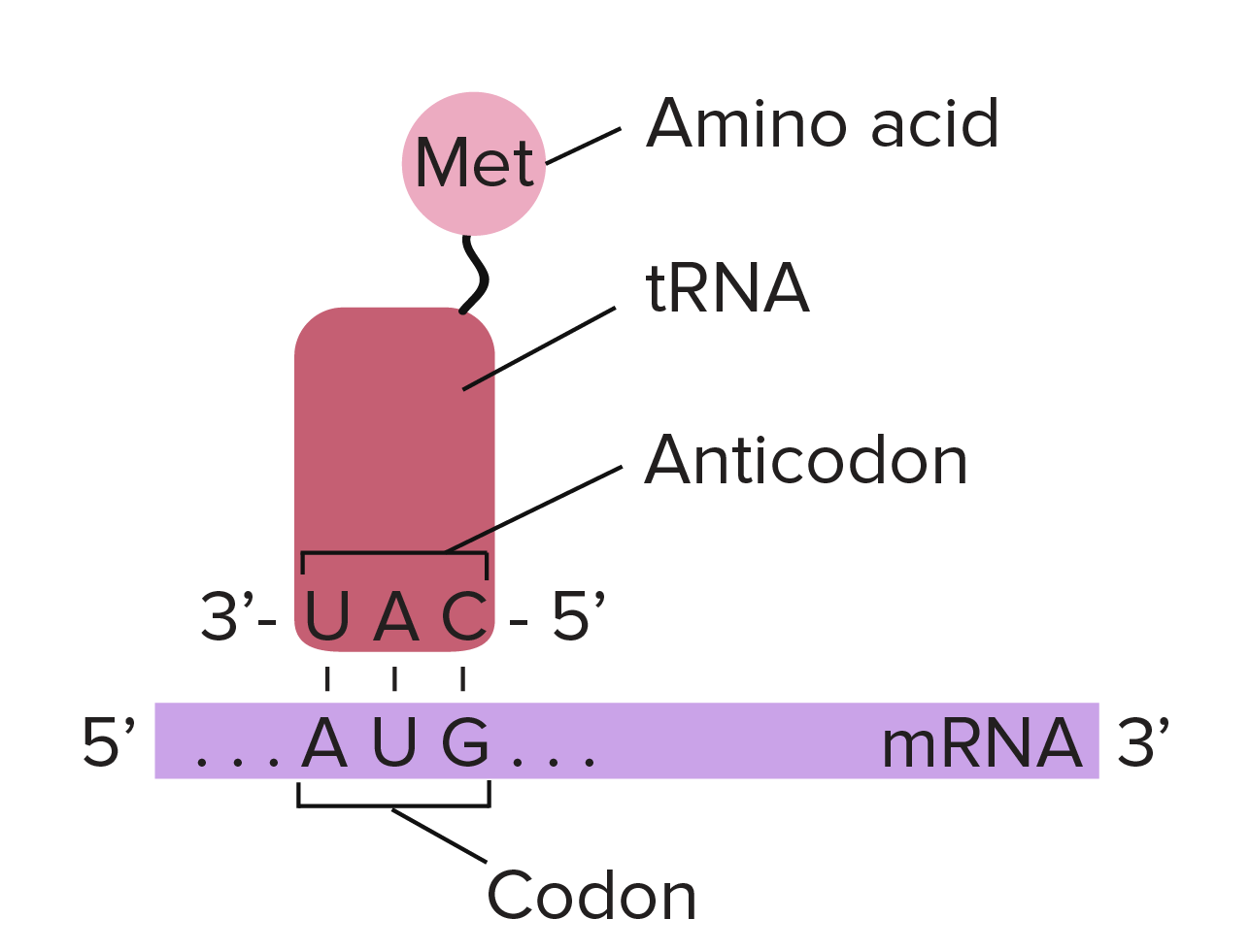 Met tRNA binding