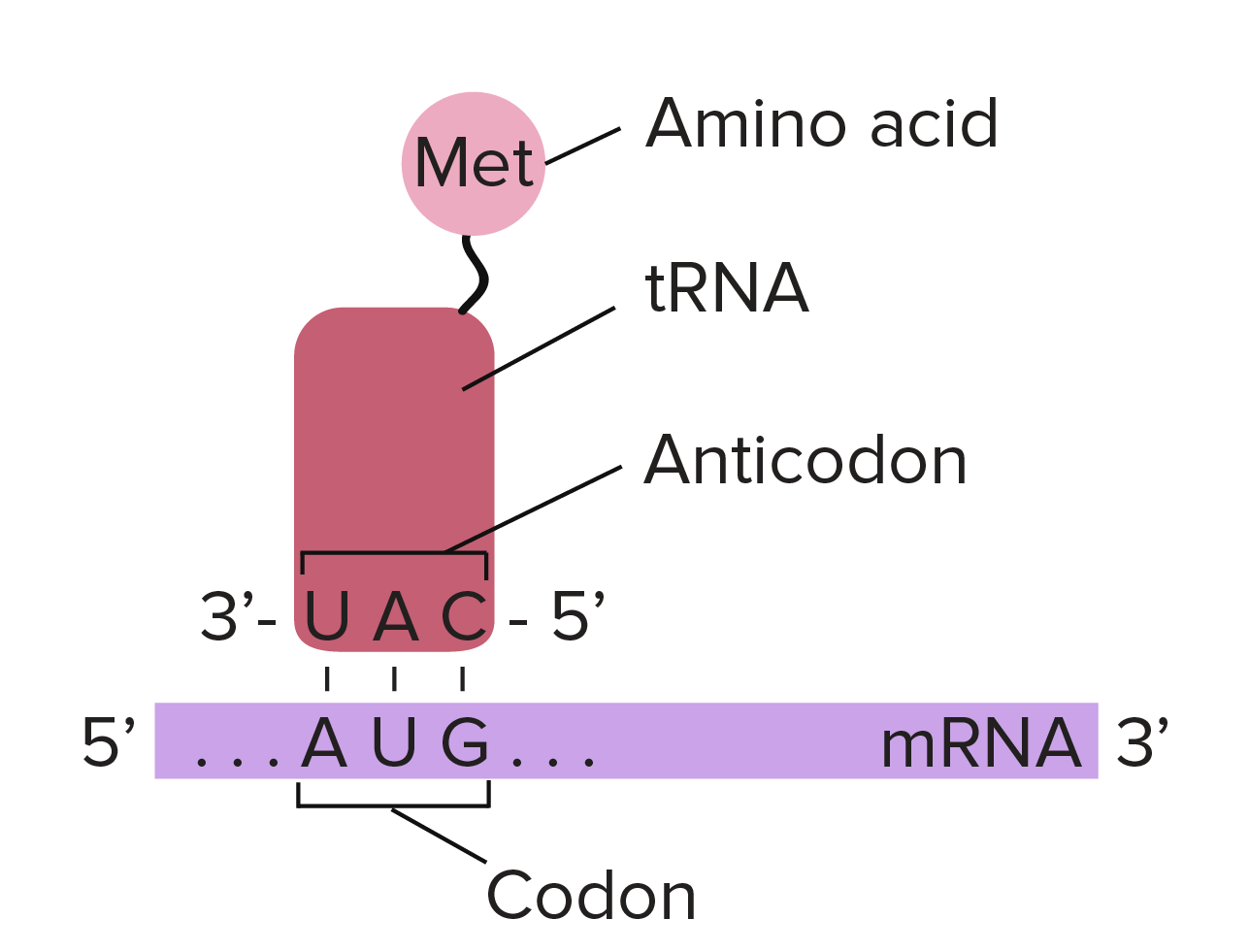 Trnas And Ribosomes Article Translation Khan Academy