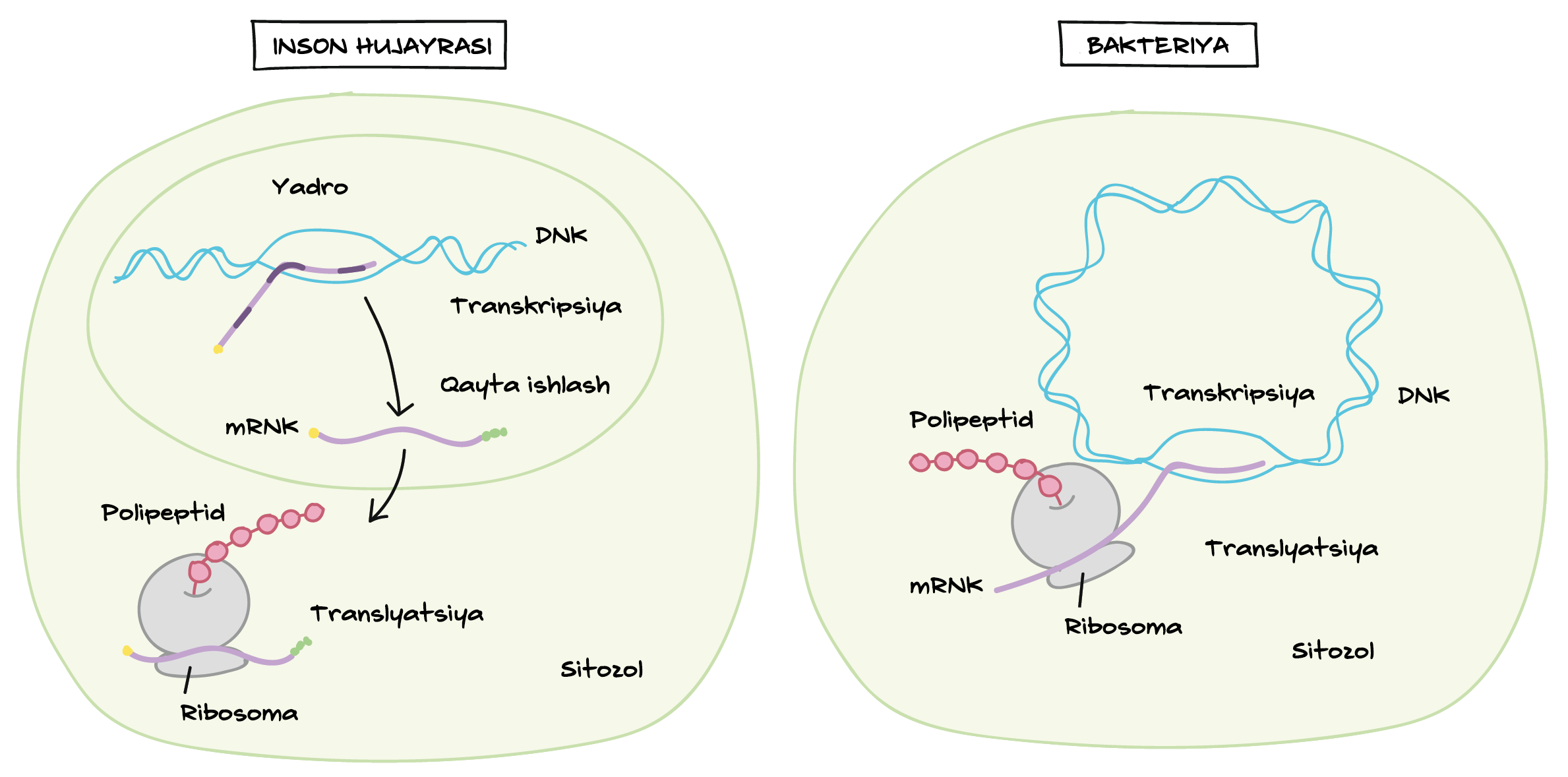 Erkaklar uchun uy qurilishi jinsiy oyinchoqlar