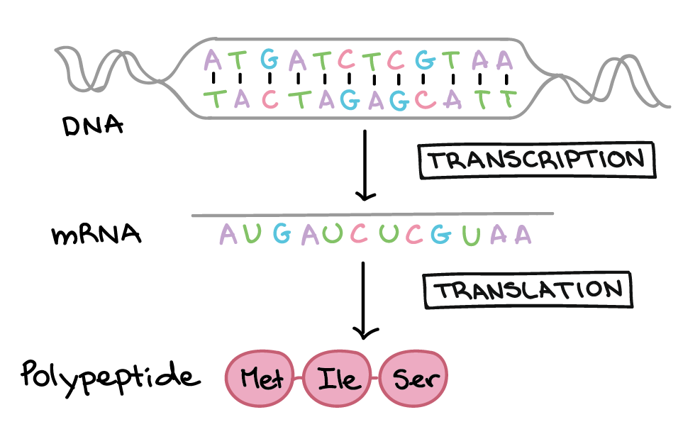 Transcription Translation And Codon Chart Practice