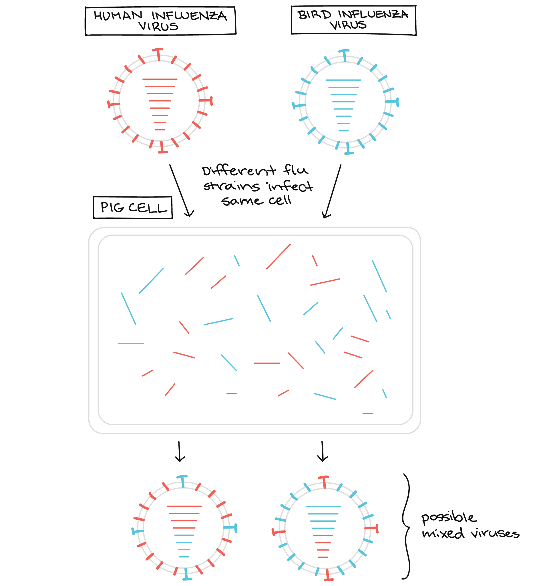 influenza virus diagram for kids