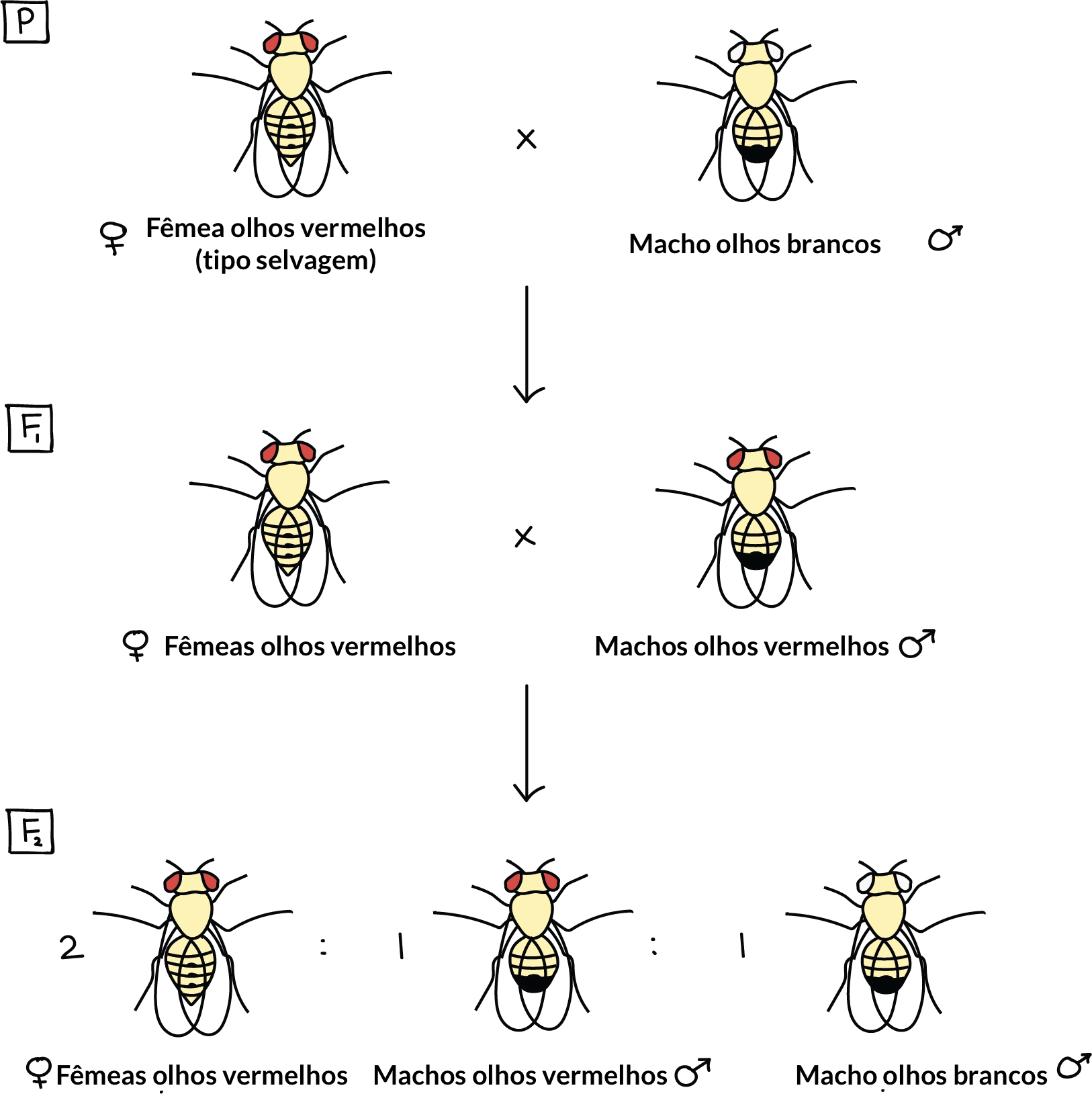 Geração P: fêmea tipo selvagem de olhos vermelhos cruzada com macho de olhos brancos.

Geração F1: todas as fêmeas e machos possuem olhos vermelhos. Moscas F1 são liberadas para cruzarem-se entre si.

Geração F2: consiste de moscas na proporção de 2 fêmeas de olhos vermelhos : 1 macho de olhos vermelhos : 1 macho de olhos brancos.
