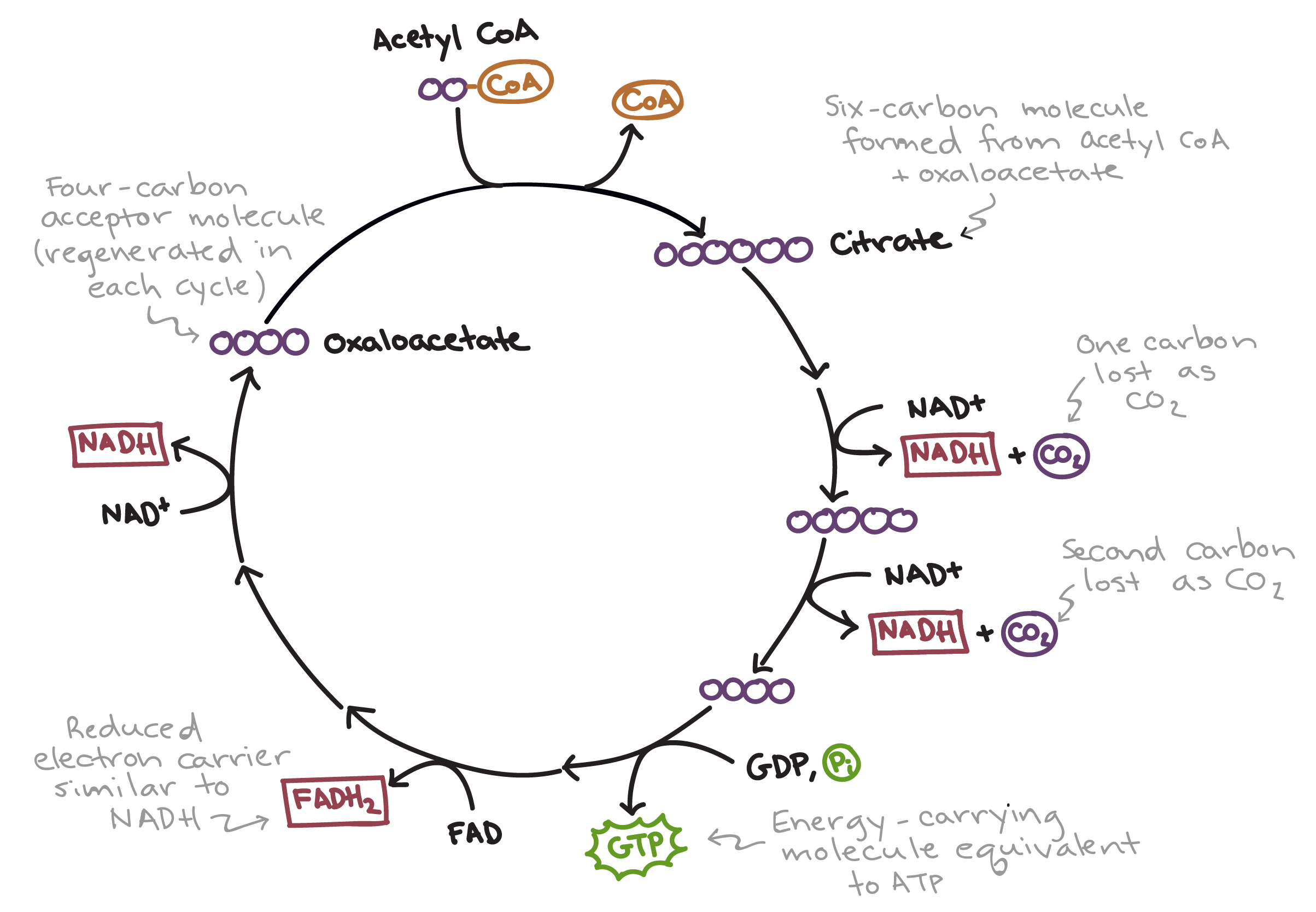 Stages Of Cellular Respiration Chart