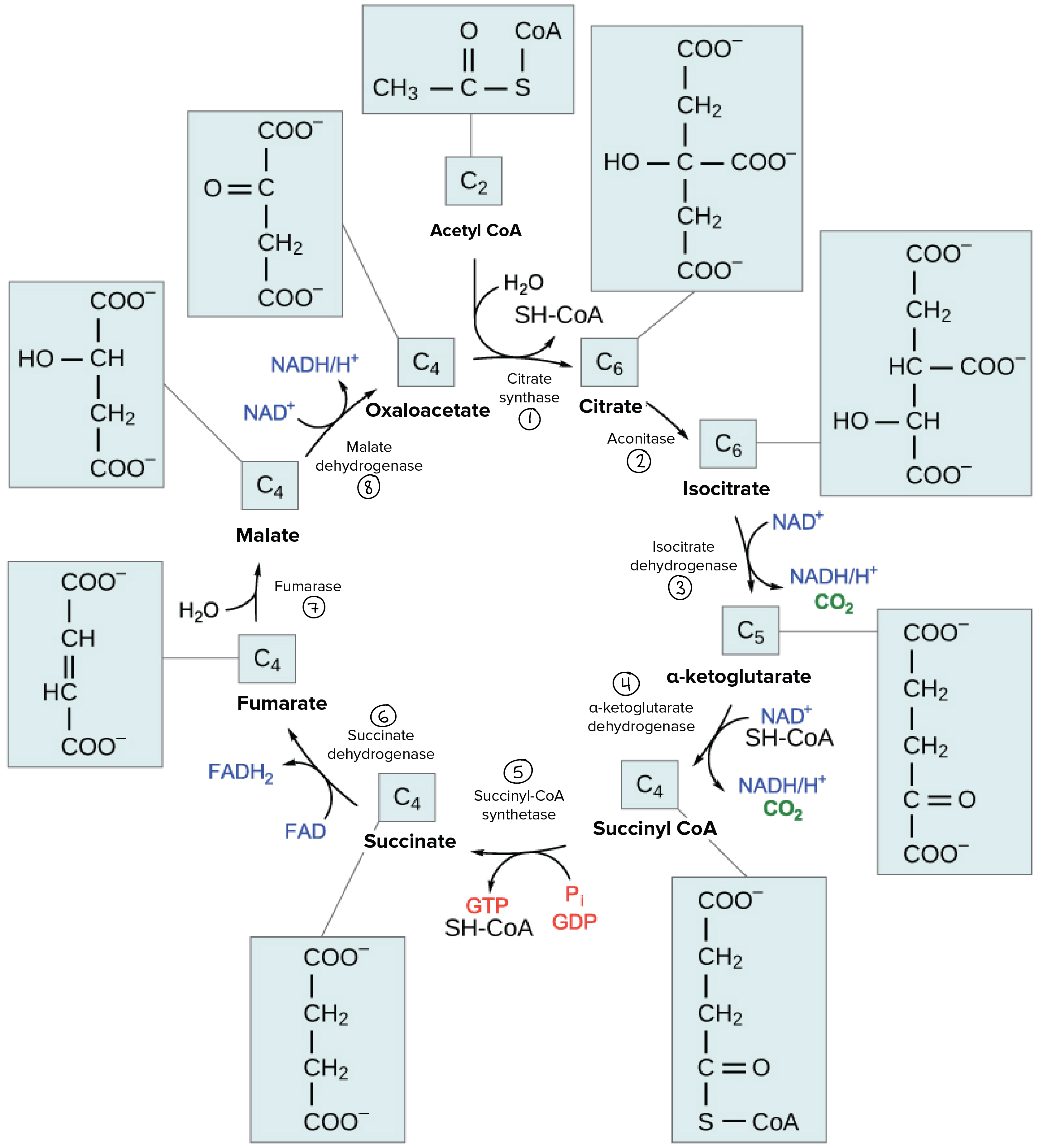 Chemische Gleichung des Krebszyklus