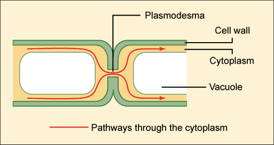 gap junction in cardiac muscle