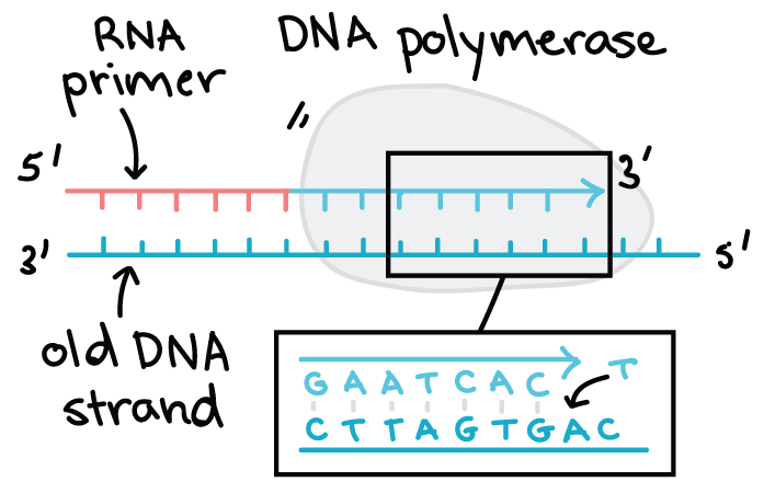 Dna Structure And Replication Review Article Khan Academy