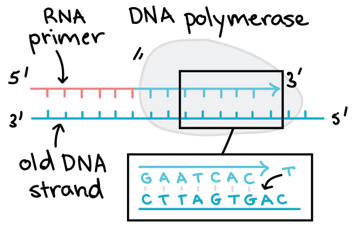 antiparallel dna strands definition