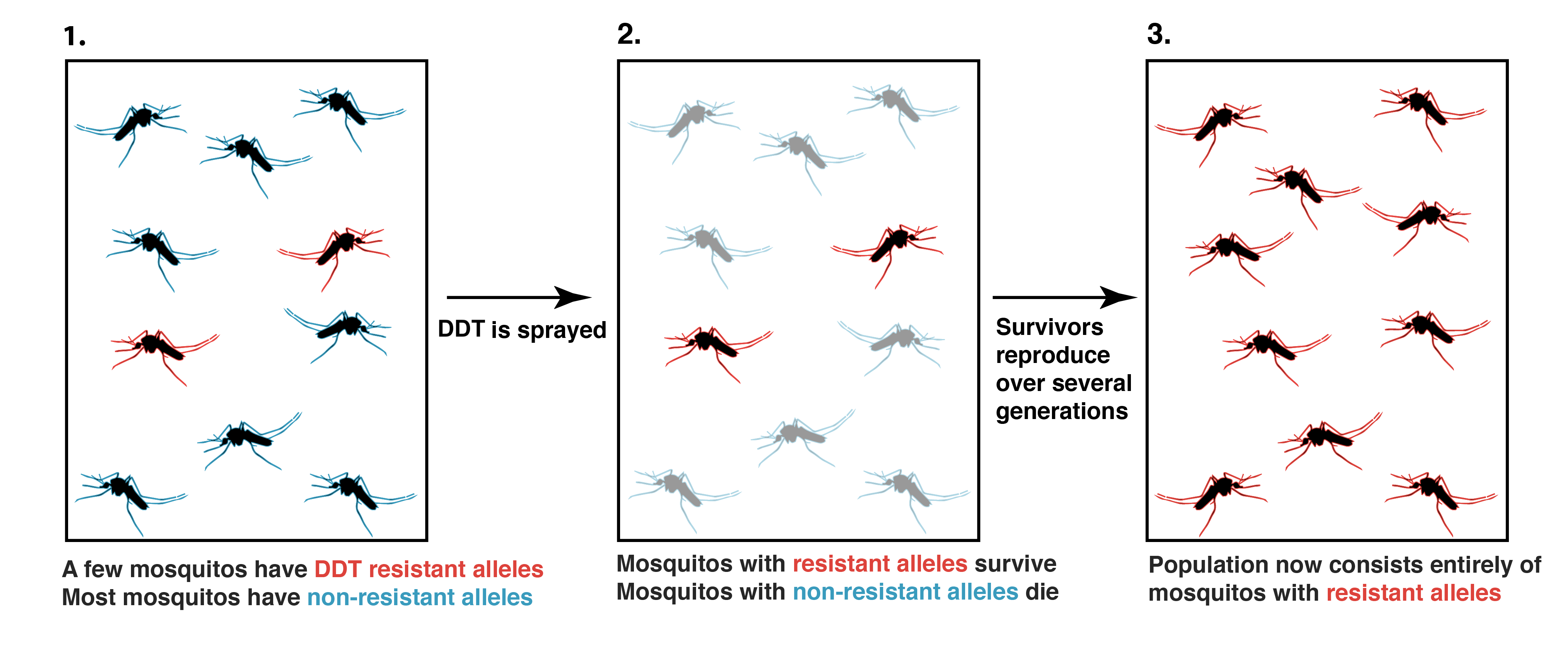 The evolution of DDT resistance in mosquito populations was observed directly in the 1950s as a result of a campaign to eradicate malaria.  Resistance to the pesticide evolved over a few years through natural selection:

1) Within mosquito populations, a few individuals had alleles that made them resistant to the pesticide, DDT. The majority of individuals had alleles that did not confer resistance. 

2) When DDT was sprayed, individuals carrying the resistance allele survived, while those carrying the non-resistant allele died.

3) Over several generations, more resistant offspring were born and the population evolved. The population now contained more resistant than non-resistant individuals.