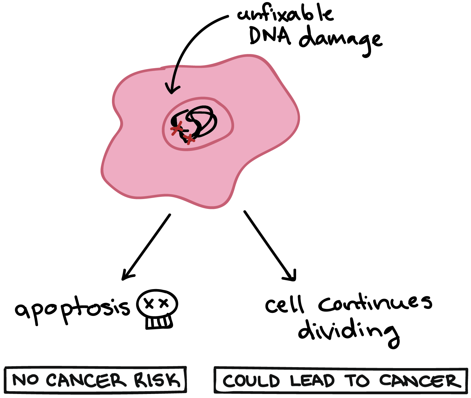 Apoptosis Article Developmental Biology Khan Academy