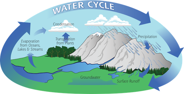 A diagram shows mountains sloping down to land and a body of water. Trees are at the base of the mountains and clouds are in the sky. Different parts of the water cycle are labeled on the diagram as follows: 1. Evaporation from oceans, lakes, and streams. Arrows point from the body of water to a cloud in the sky. 2. Transpiration from plants. An arrow points from trees at the base of a mountain to a cloud in the sky. 3. Condensation. A cloud is shown in the sky. 4. Precipitation. An arrow in the rain points from a rain cloud to the top of a mountain. 5. Surface runoff. An arrow points from the middle of a mountain to the bottom. 6. Groundwater. Water is shown seeping into the ground.