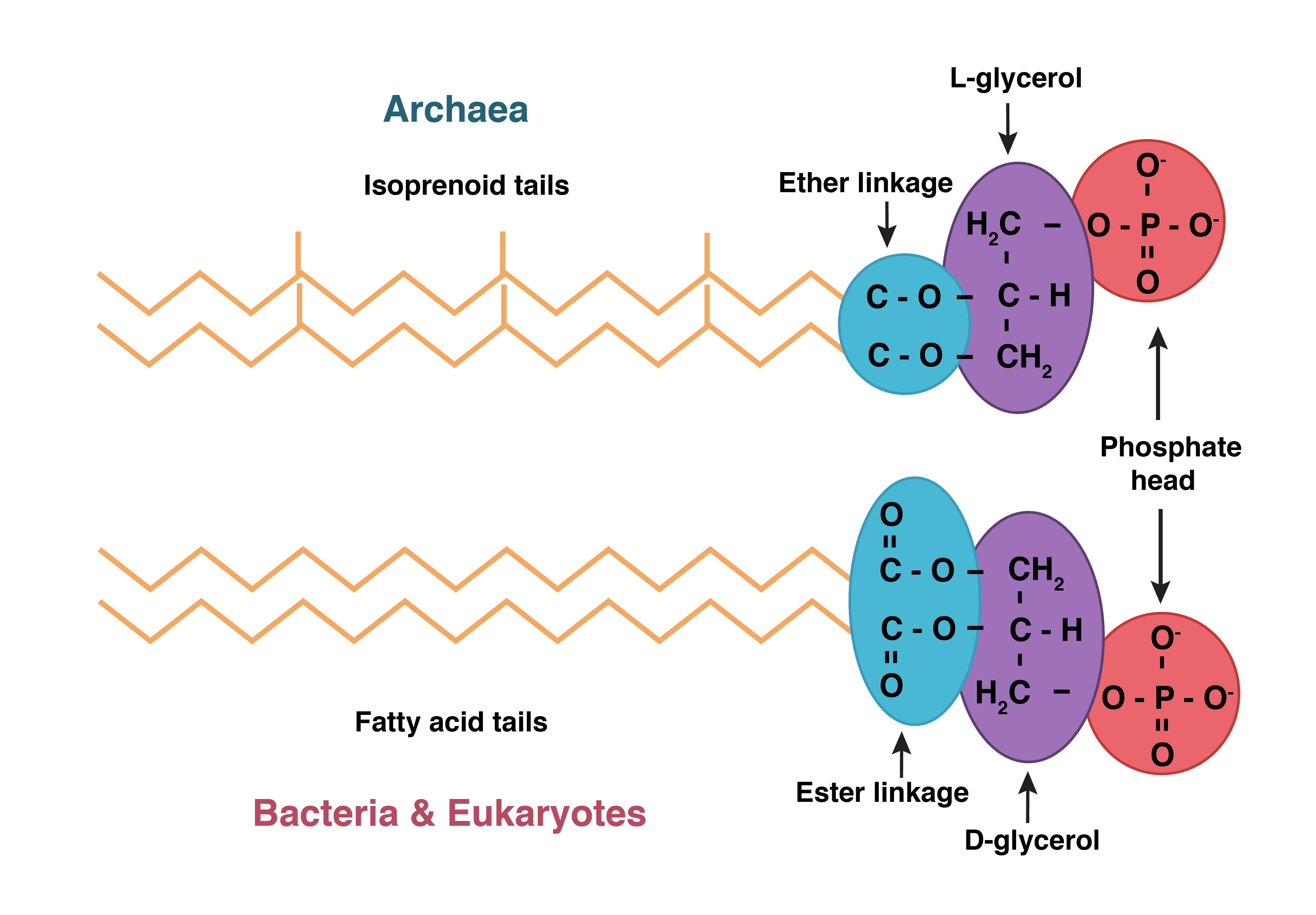 archaeal cells vs bacterial cells