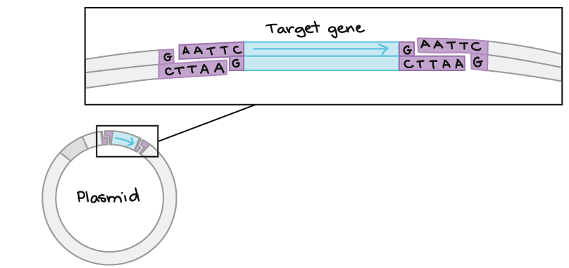 Restriction enzymes DNA ligase article Khan Academy