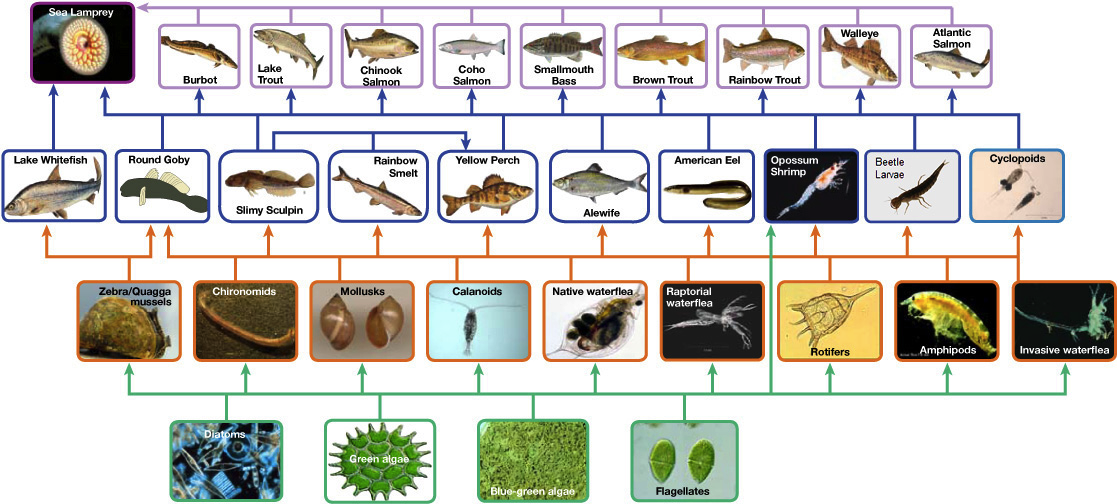 Create Flow Charts That Show Four Different Food Chains