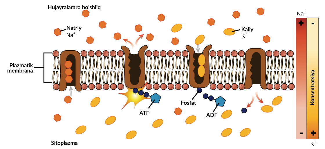 Onlayn choy paketi porno Modellarning oyoq ishlari fotosuratlari