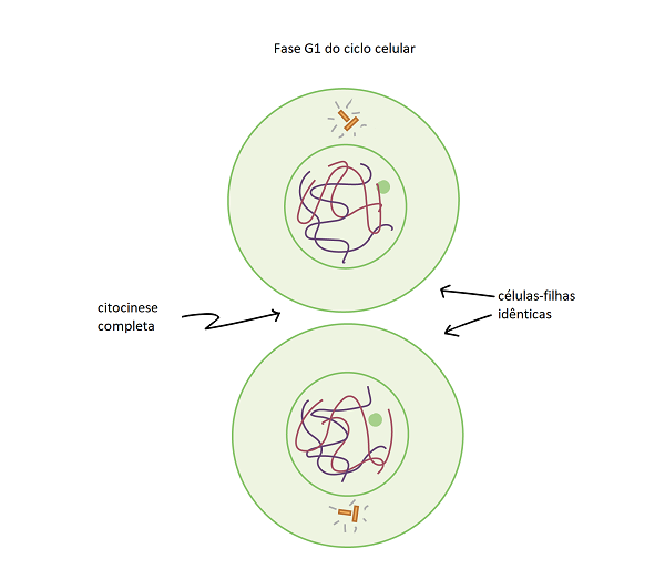 Mitose - quando uma célula se divide em duas