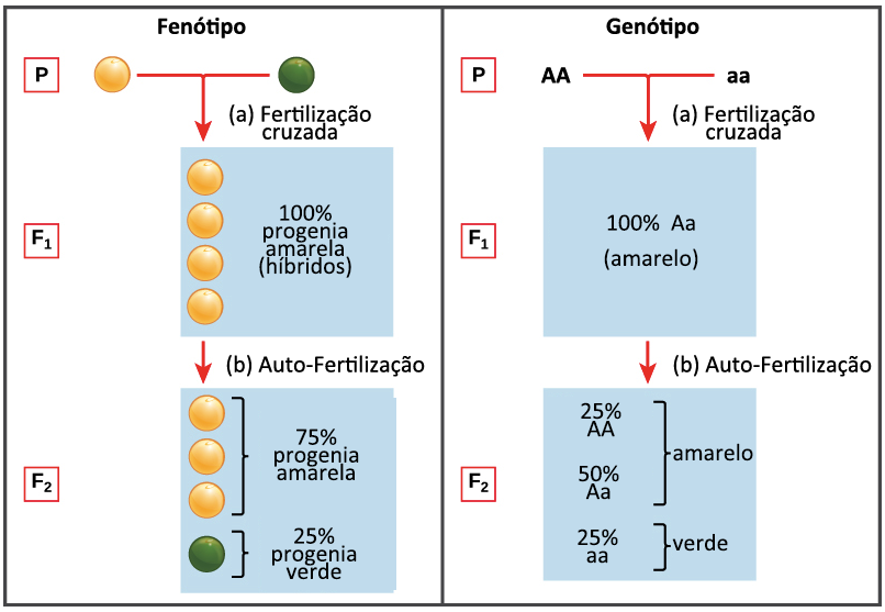 Aplicação do modelo  Jogo da Velha Mendeliano  em (a) e (b) nas