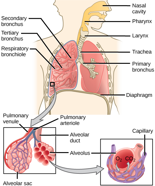 respiratory system diagram labeled with functions